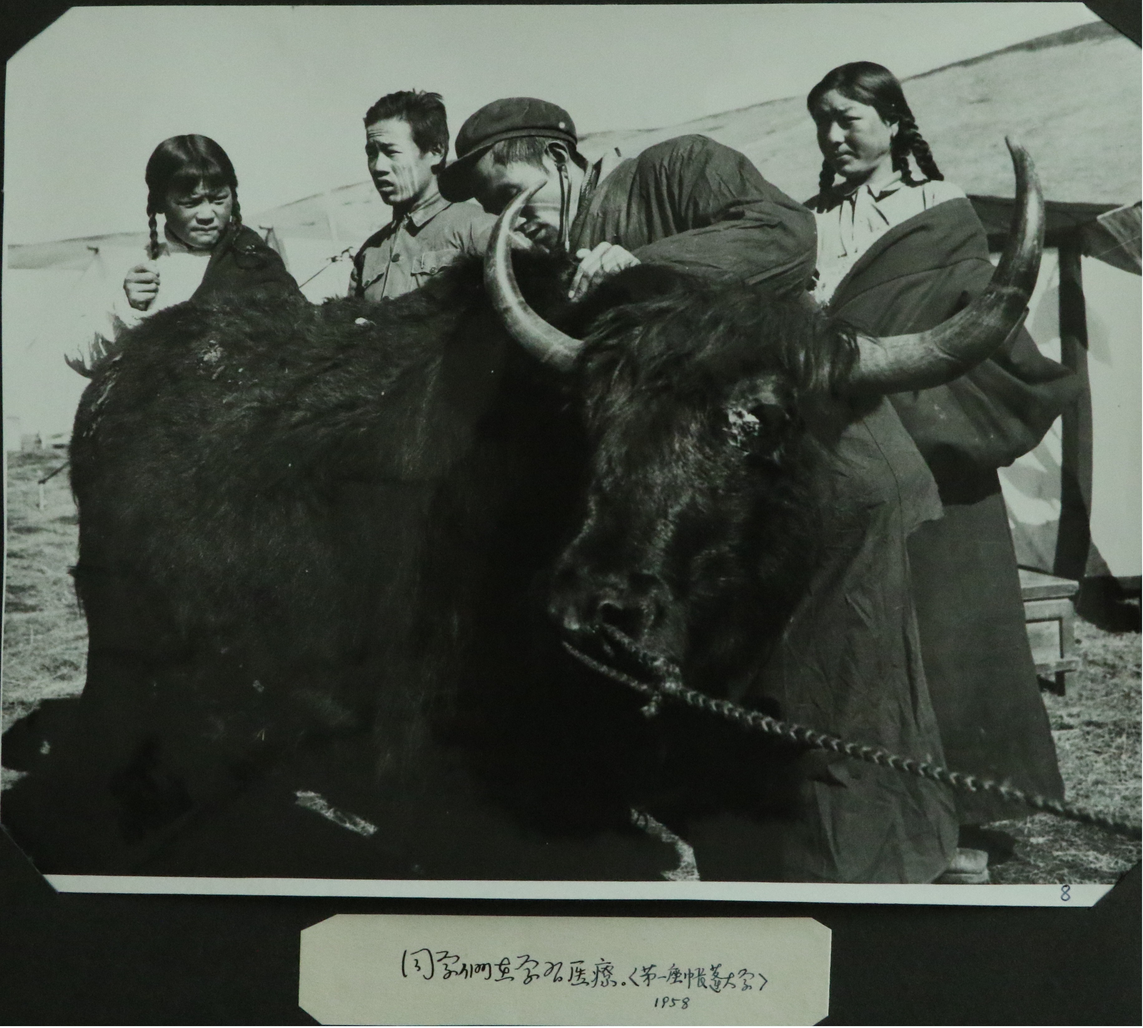 第一座帐篷大学，同学们在学习兽医知识（1958年）_副本.jpg