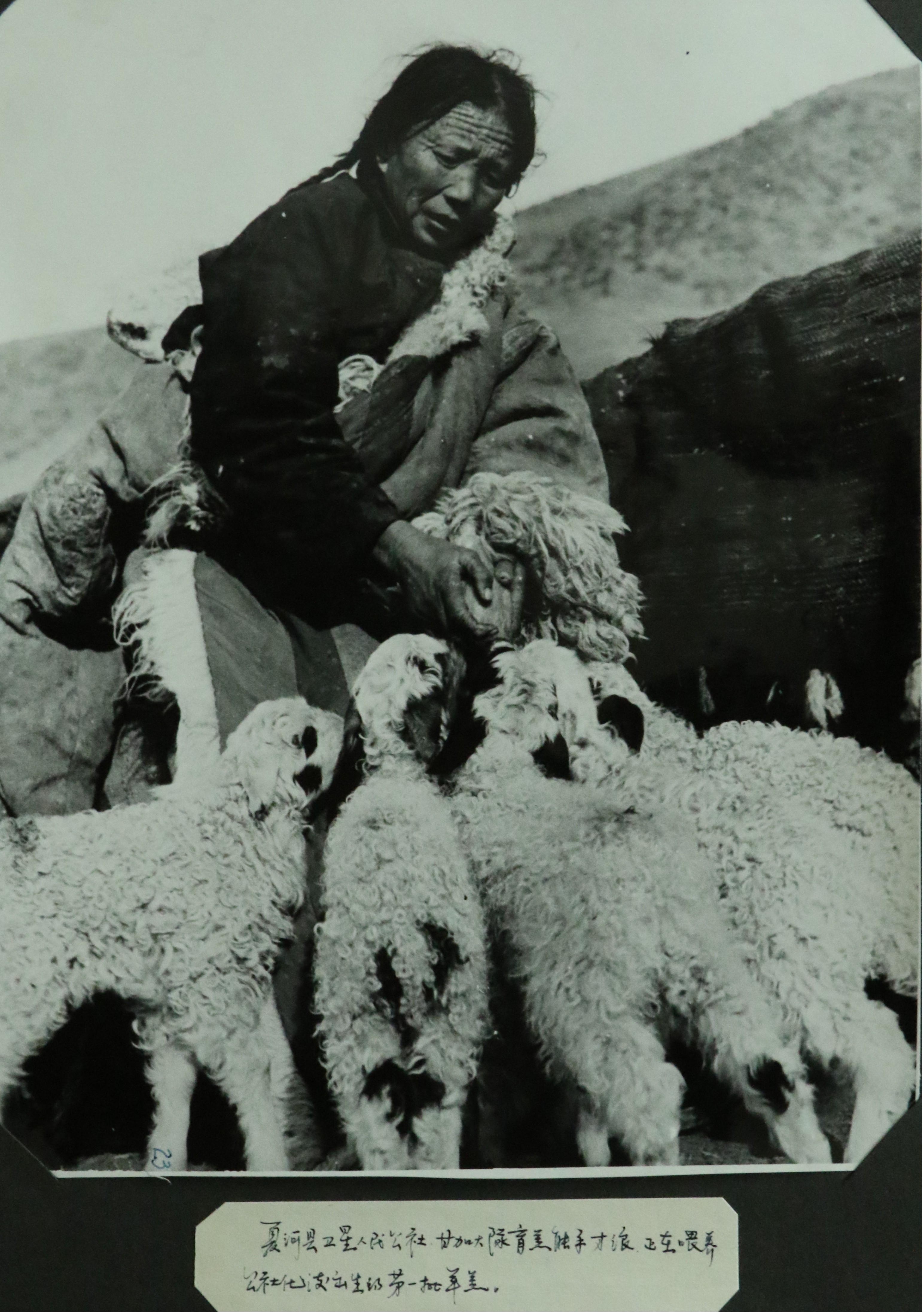 夏河县卫星人民公社甘加大队育羔能手才浪正在喂养公社化后出生的第一批羊羔_副本.jpg